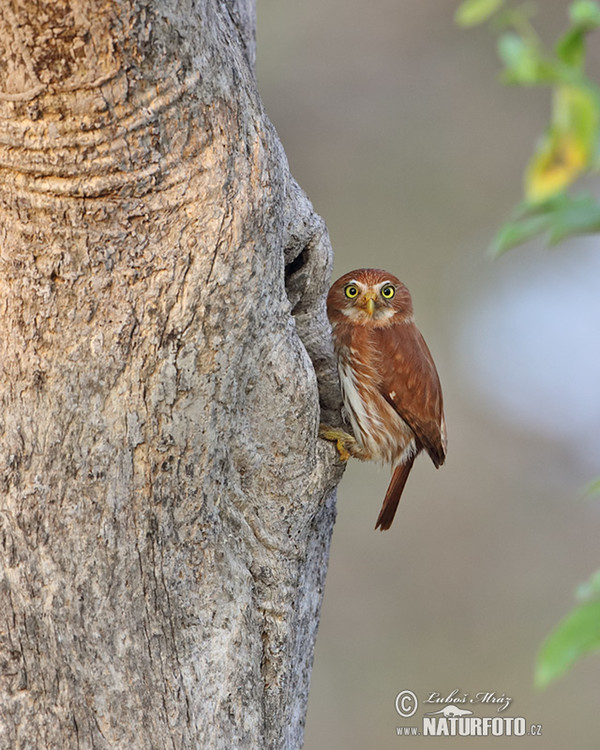 Brasilsperlingskauz (Glaucidium brasillianum)