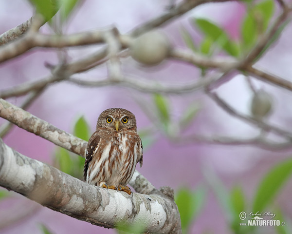 Brasilsperlingskauz (Glaucidium brasillianum)