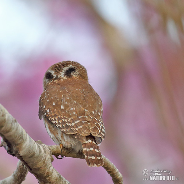 Brasilsperlingskauz (Glaucidium brasillianum)