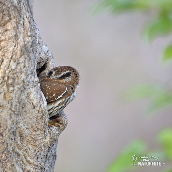 Brasilsperlingskauz (Glaucidium brasillianum)