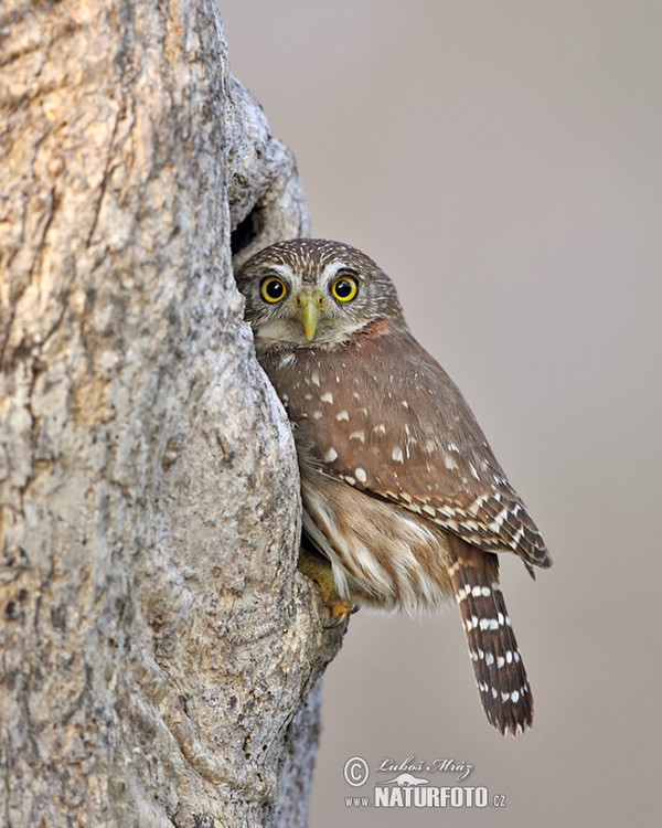 Brasilsperlingskauz (Glaucidium brasillianum)