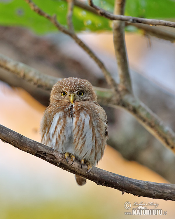 Brasilsperlingskauz (Glaucidium brasillianum)