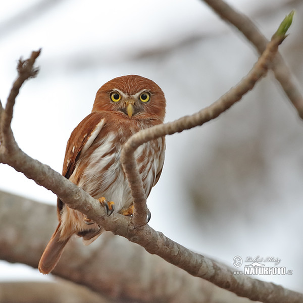 Brasilsperlingskauz (Glaucidium brasillianum)