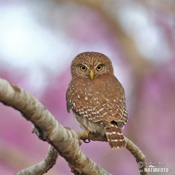 Brasilsperlingskauz (Glaucidium brasillianum)