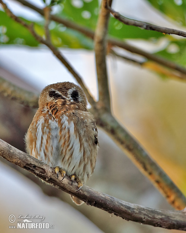 Brasilsperlingskauz (Glaucidium brasillianum)