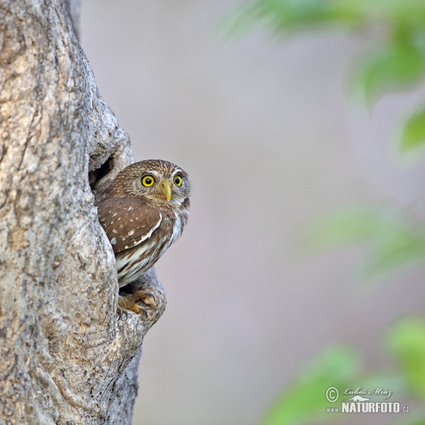 Brasilsperlingskauz (Glaucidium brasillianum)