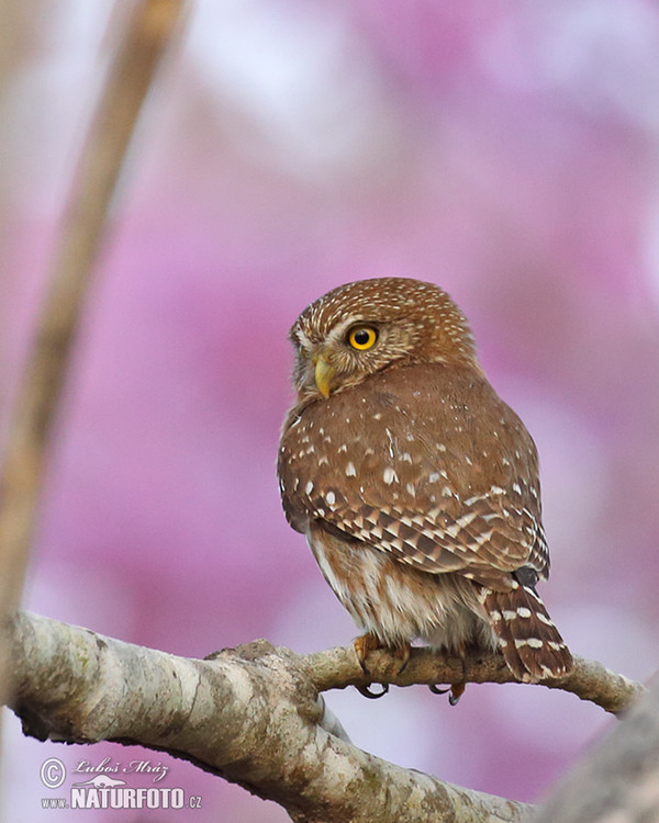 Brasilsperlingskauz (Glaucidium brasillianum)