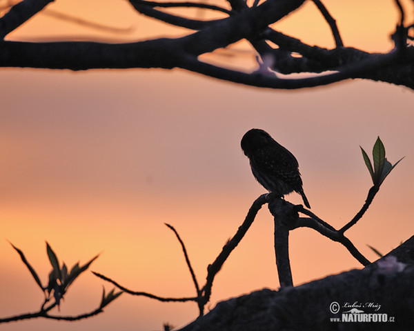 Brasilsperlingskauz (Glaucidium brasillianum)