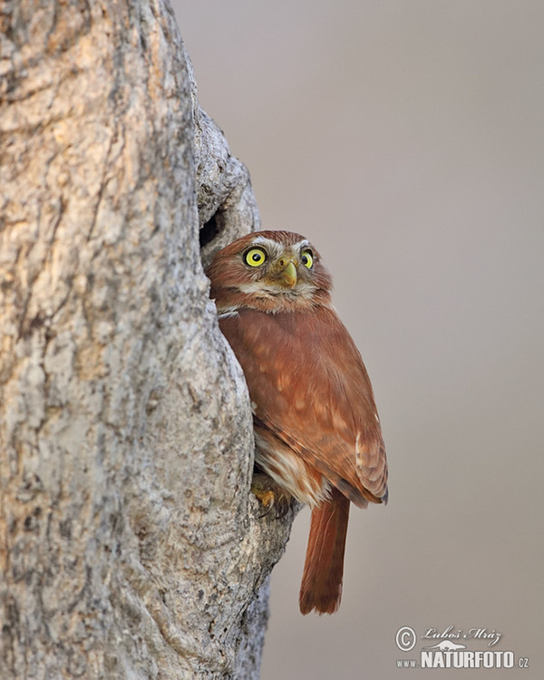 Brasilsperlingskauz (Glaucidium brasillianum)