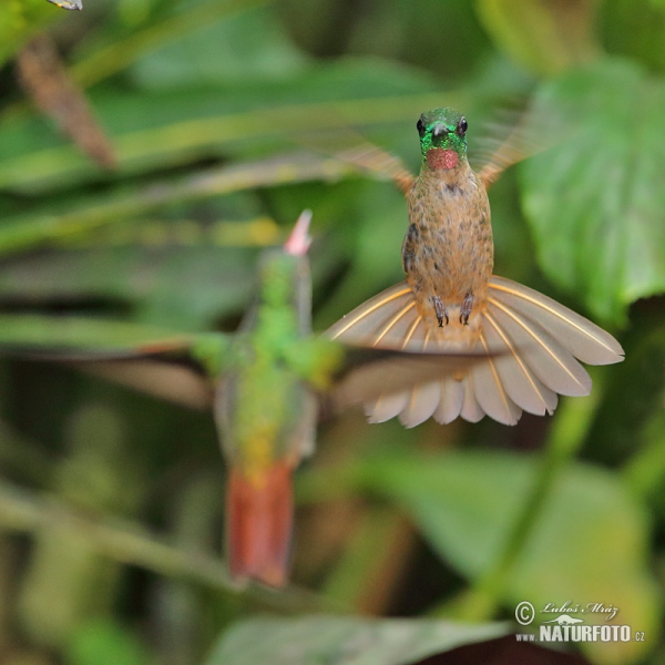 Braunbauch-Brilliantkolibri (Heliodoxa rubinoides)