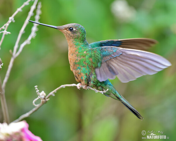 Braunbauch-Brilliantkolibri (Heliodoxa rubinoides)