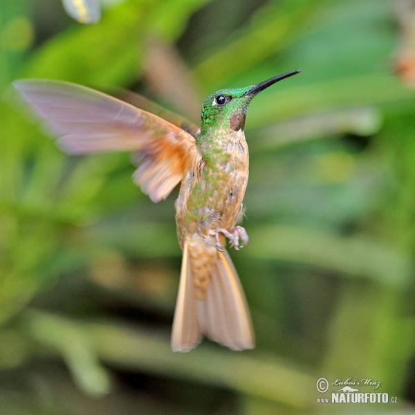 Braunbauch-Brilliantkolibri (Heliodoxa rubinoides)