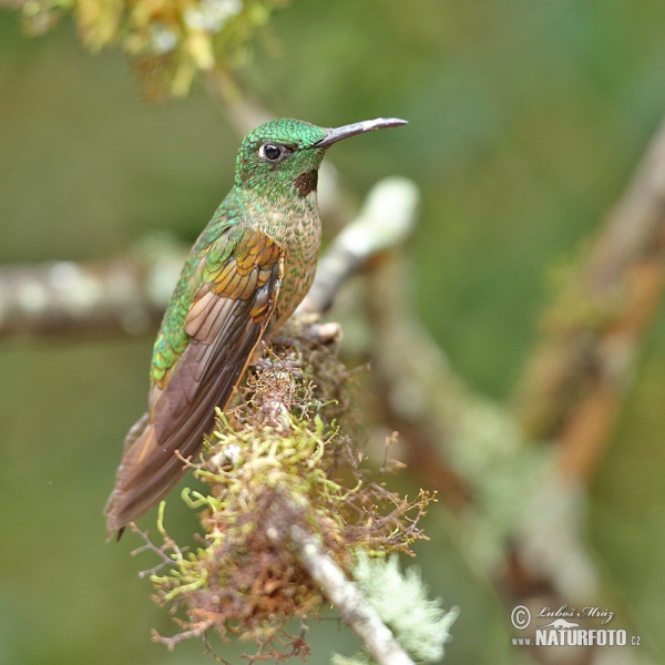 Braunbauch-Brilliantkolibri (Heliodoxa rubinoides)