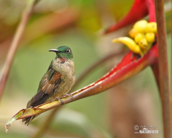 Braunbauch-Brilliantkolibri (Heliodoxa rubinoides)