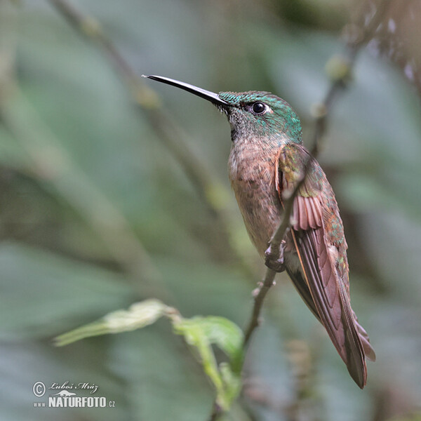 Braunbauch-Brilliantkolibri (Heliodoxa rubinoides)