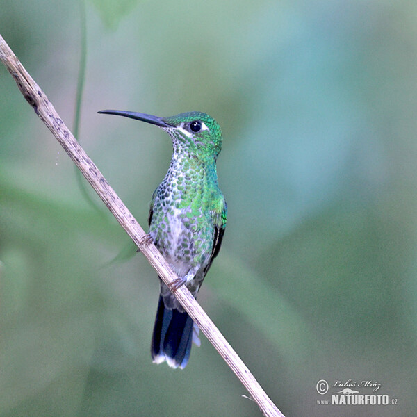 Braunbauch-Brilliantkolibri (Heliodoxa rubinoides)