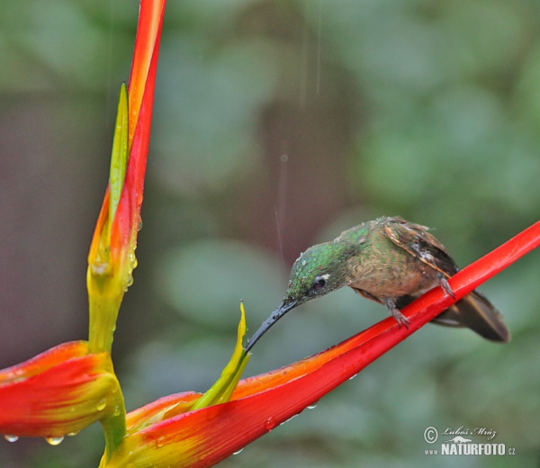 Braunbauch-Brilliantkolibri (Heliodoxa rubinoides)