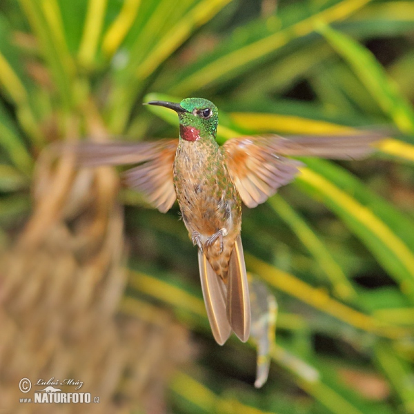 Braunbauch-Brilliantkolibri (Heliodoxa rubinoides)