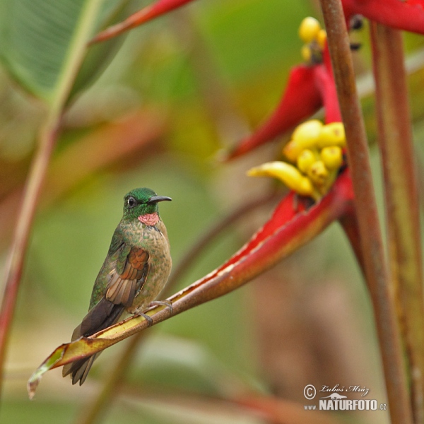 Braunbauch-Brilliantkolibri (Heliodoxa rubinoides)