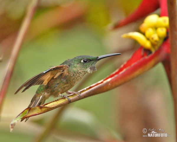 Braunbauch-Brilliantkolibri (Heliodoxa rubinoides)