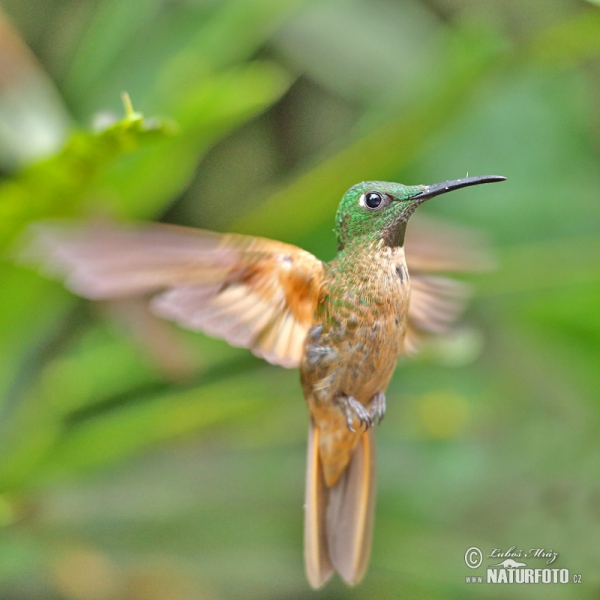 Braunbauch-Brilliantkolibri (Heliodoxa rubinoides)