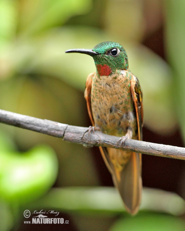 Braunbauch-Brilliantkolibri (Heliodoxa rubinoides)