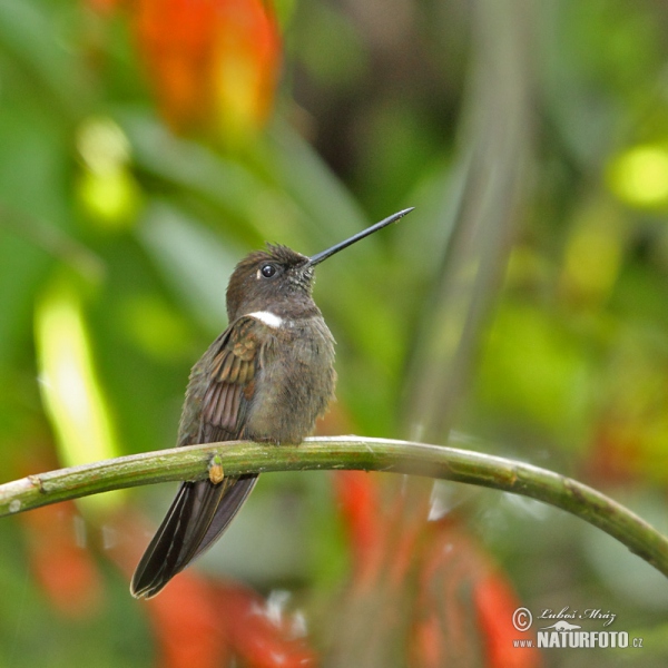 Brauner Andenkolibri (Coeligena wilsoni)