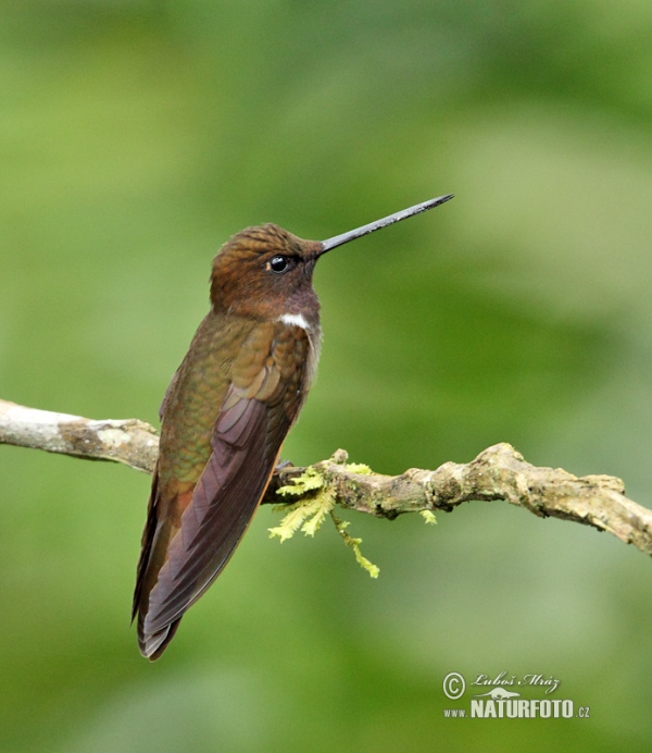 Brauner Andenkolibri (Coeligena wilsoni)