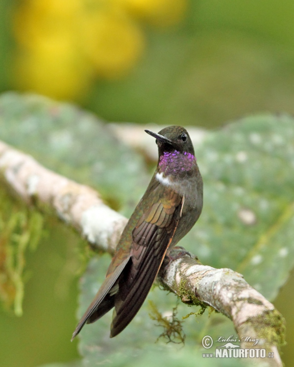 Brauner Andenkolibri (Coeligena wilsoni)