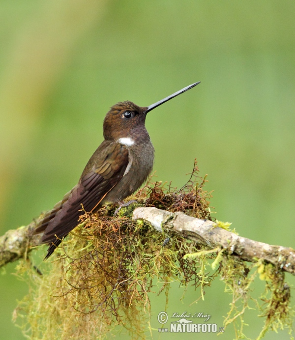 Brauner Andenkolibri (Coeligena wilsoni)