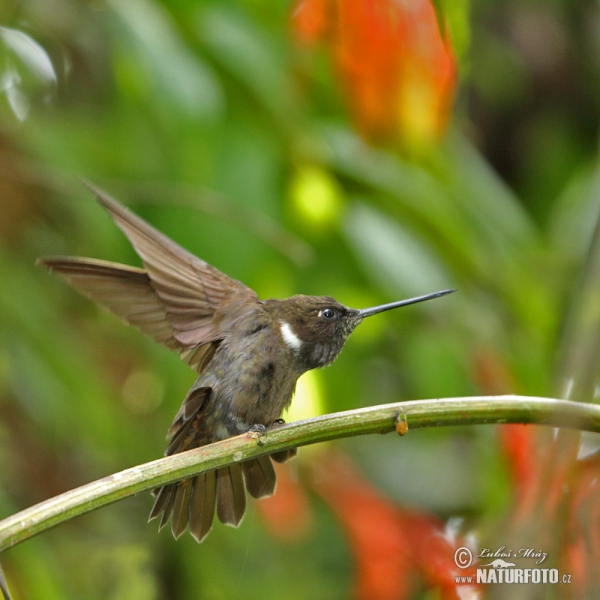 Brauner Andenkolibri (Coeligena wilsoni)