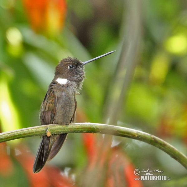 Brauner Andenkolibri (Coeligena wilsoni)