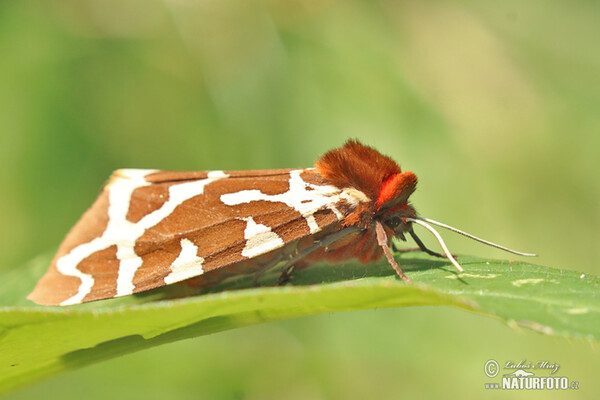 Brauner Bär - Raupe (Arctia caja)