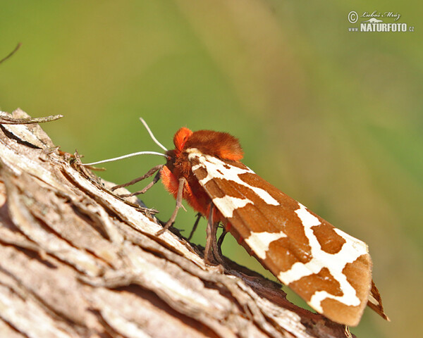 Brauner Bär - Raupe (Arctia caja)