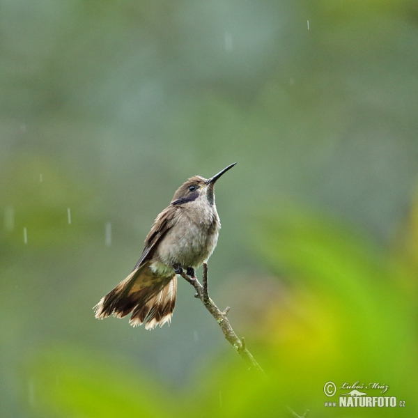 BraunerVeichenohrkolibri (Colibri delphinae)