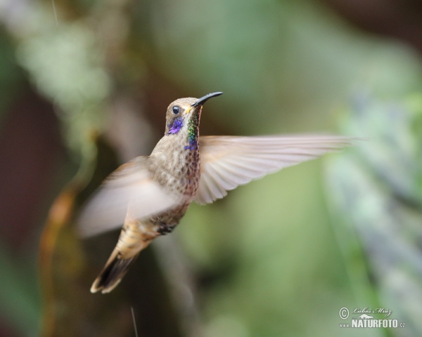 BraunerVeichenohrkolibri (Colibri delphinae)