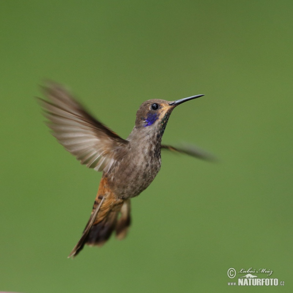 BraunerVeichenohrkolibri (Colibri delphinae)