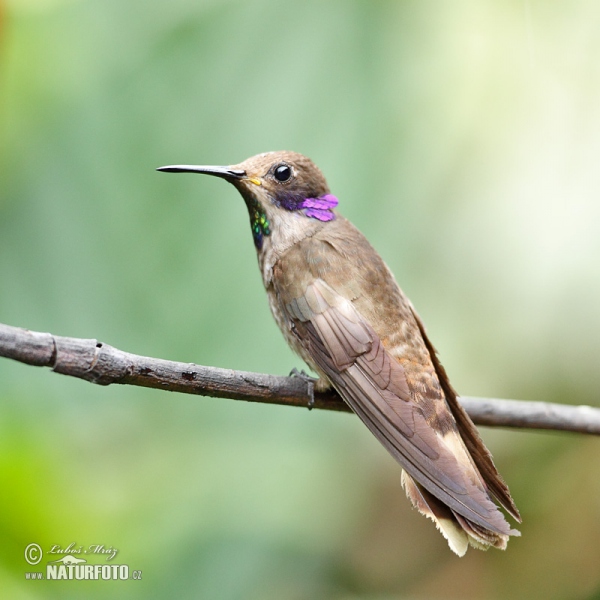 BraunerVeichenohrkolibri (Colibri delphinae)