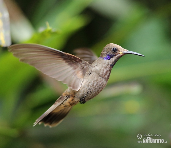 BraunerVeichenohrkolibri (Colibri delphinae)