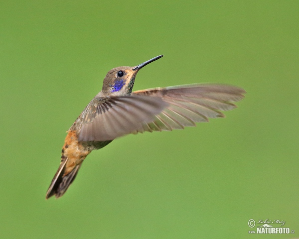 BraunerVeichenohrkolibri (Colibri delphinae)