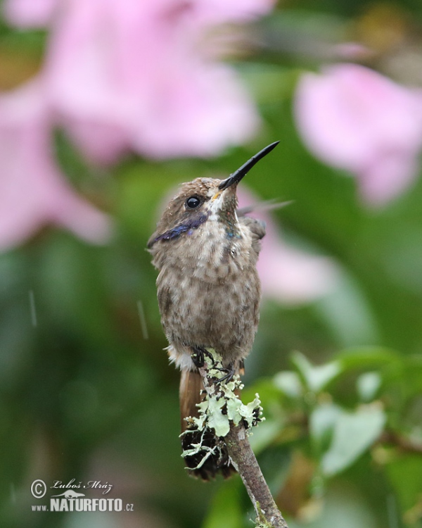 BraunerVeichenohrkolibri (Colibri delphinae)