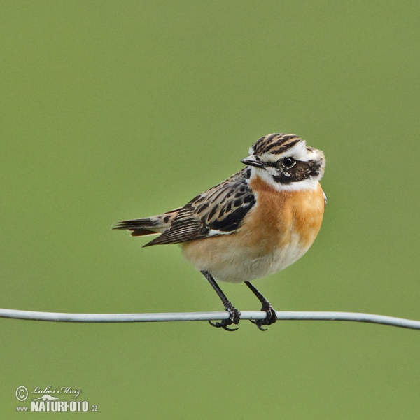 Braunkehlchen (Saxicola rubetra)