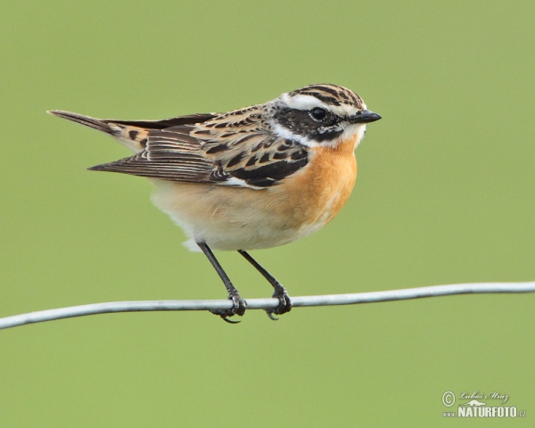 Braunkehlchen (Saxicola rubetra)