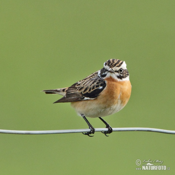 Braunkehlchen (Saxicola rubetra)