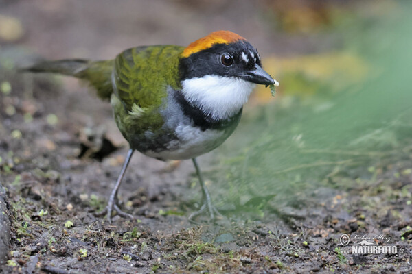 Braunkopf-Buschammer (Arremon brunneinucha)