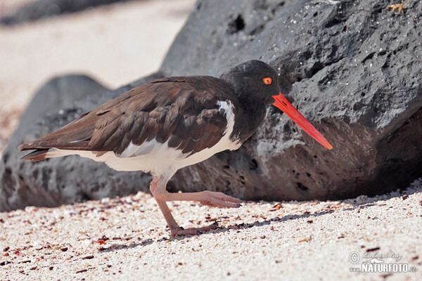 Braunmantel-Austernfischer (Haematopus palliatus)