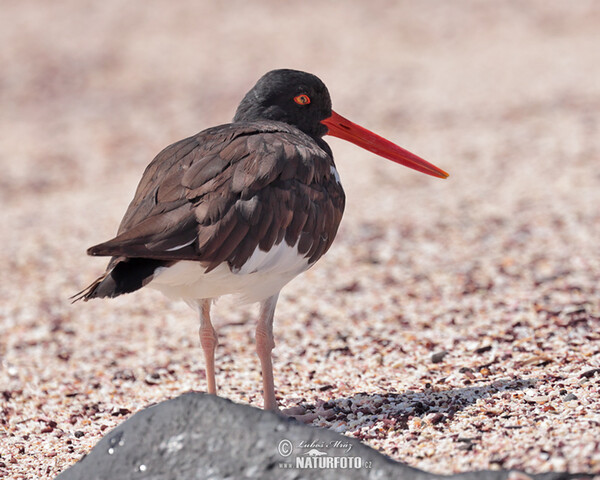 Braunmantel-Austernfischer (Haematopus palliatus)