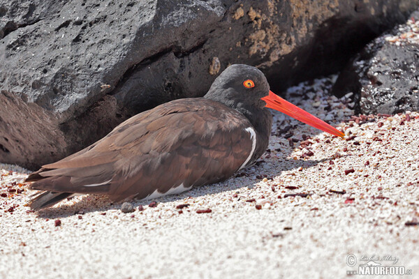 Braunmantel-Austernfischer (Haematopus palliatus)