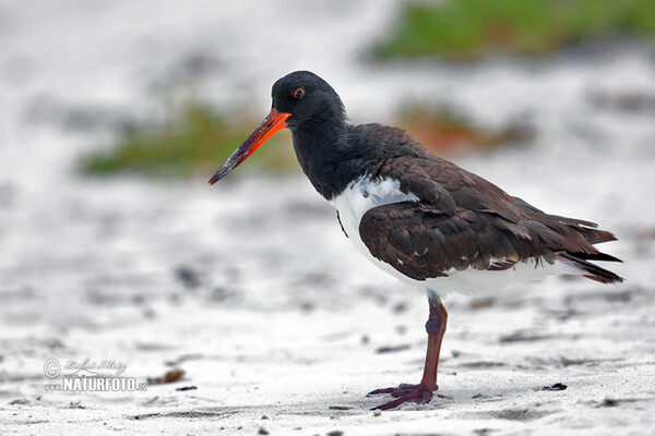 Braunmantel-Austernfischer (Haematopus palliatus)