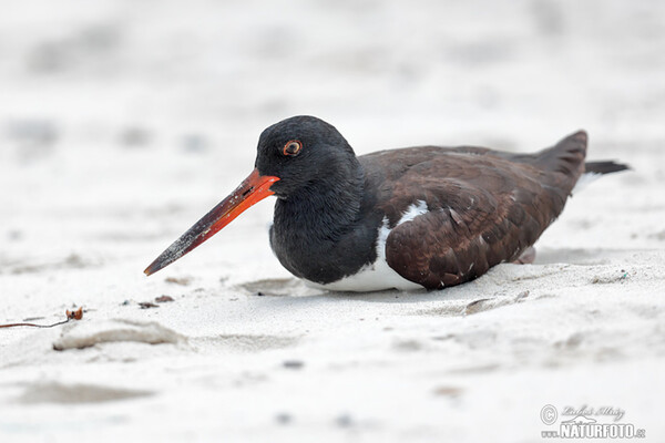 Braunmantel-Austernfischer (Haematopus palliatus)